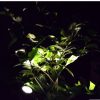 Solar Pool Light-0.2 Watt-ABS Material